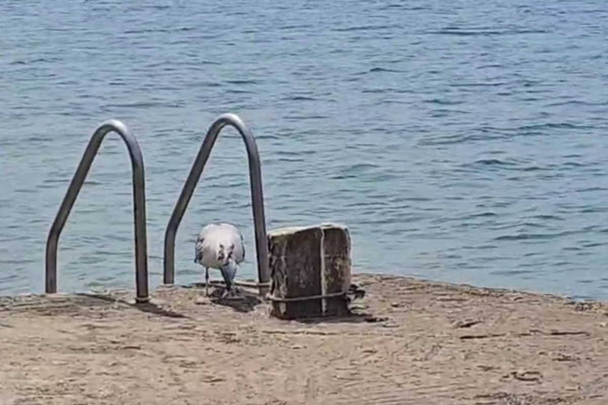 Video: Riba od 15 centimetara nestala u jednom gutljaju galeba