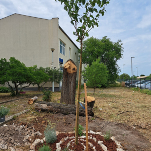 Uredenje skolskog vrta (1)