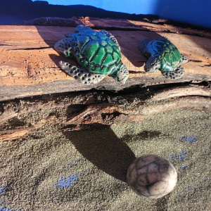 503116503_18069313793493500_8193881601553594879_n