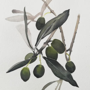 maslina akvarel