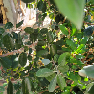 WhatsApp Slika 2025-08-15 u 18.32.42_76cf1296