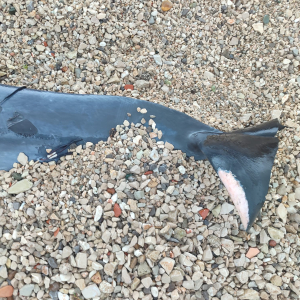 WhatsApp Image 2026-02-05 at 10.12.08 (1)