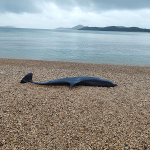 WhatsApp Image 2026-02-05 at 10.12.08 (5)