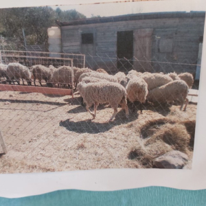 e6126f78-438a-4478-9dbc-aad824baa8cb Custom