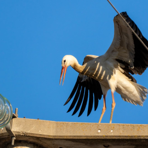 WhatsApp Image 2026-04-19 at 18.44.20 (3)